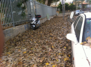  تساقط ورق الأشجار في شارع مجين ابراهام بيافا